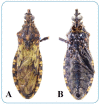 FIGURE 1: