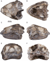Fig. 1