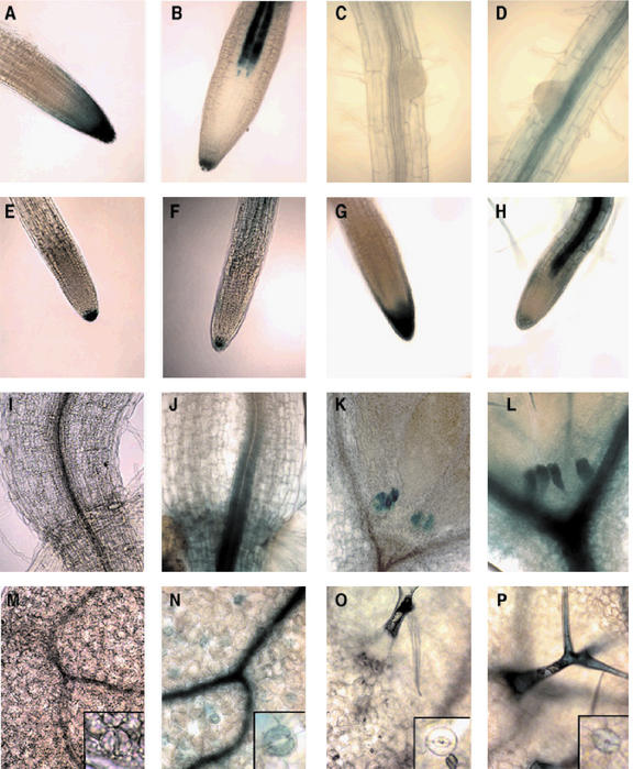 Figure 6.