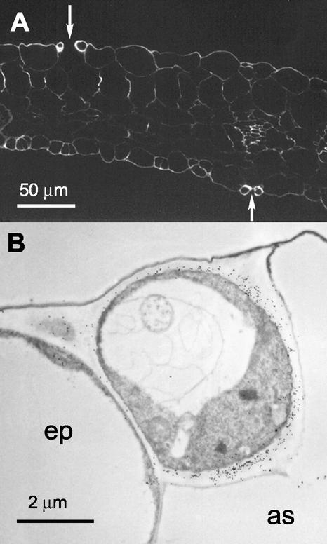 Figure 10.