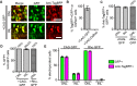 Figure 1—figure supplement 2.