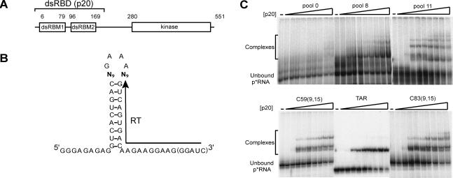 FIGURE 1.