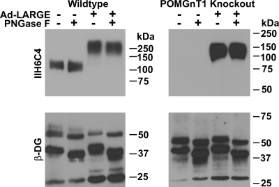 Fig. 6.