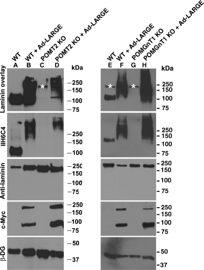 Fig. 2.