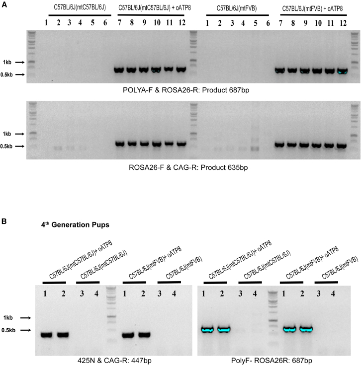 Figure 2