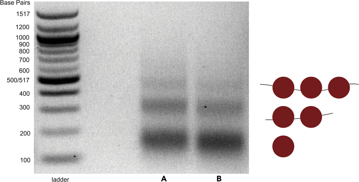 Figure 1