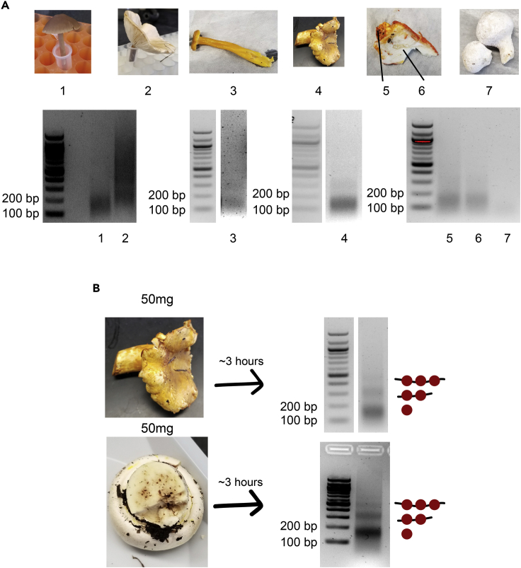 Figure 5