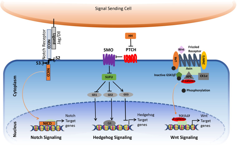 FIGURE 1