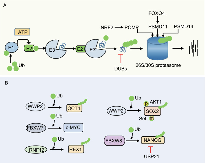 Figure 3