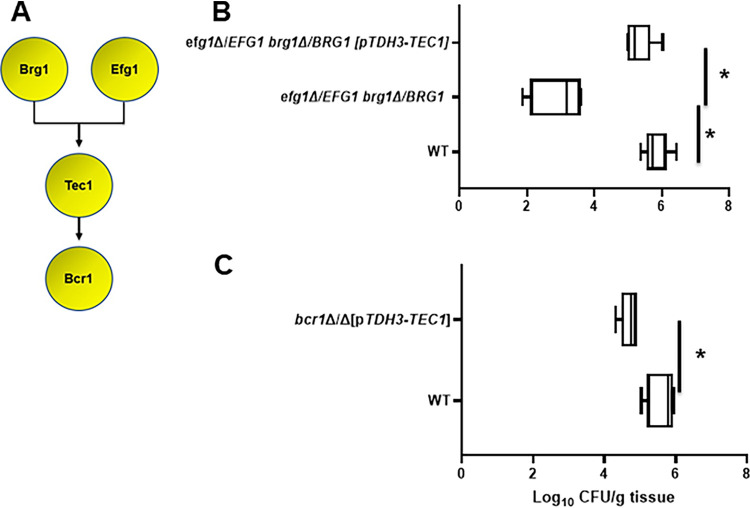 FIG 5