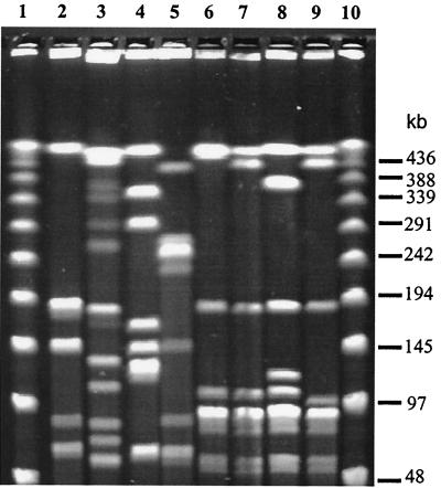 FIG. 1.