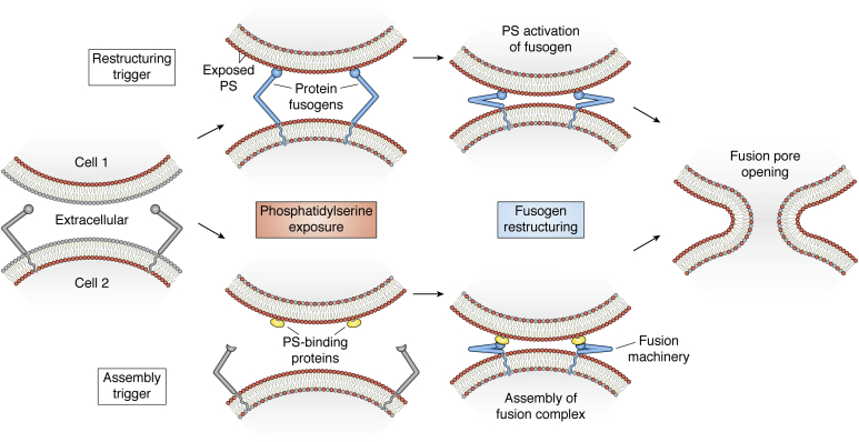 Figure 3