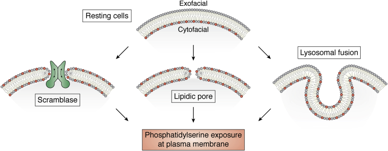 Figure 2