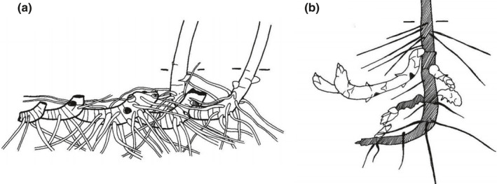 Fig. 13