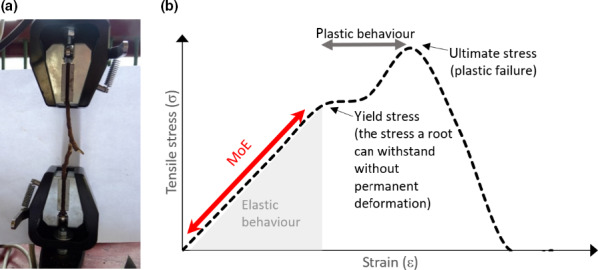 Fig. 19