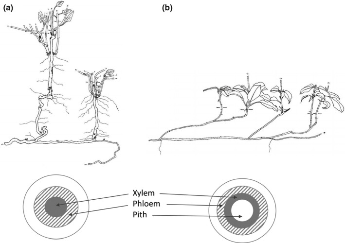 Fig. 12