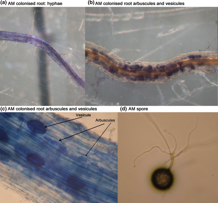 Fig. 25