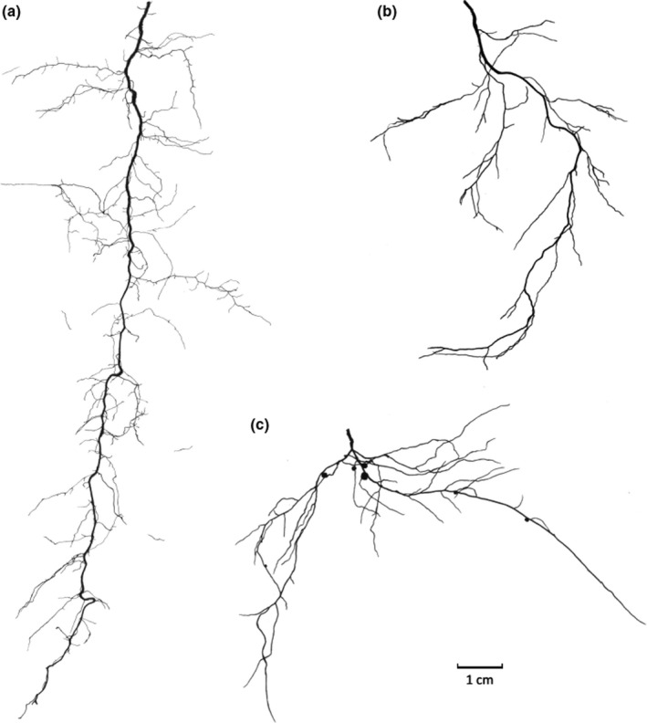 Fig. 16