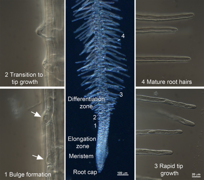 Fig. 29