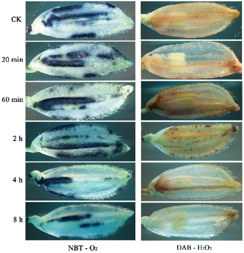 Figure 10