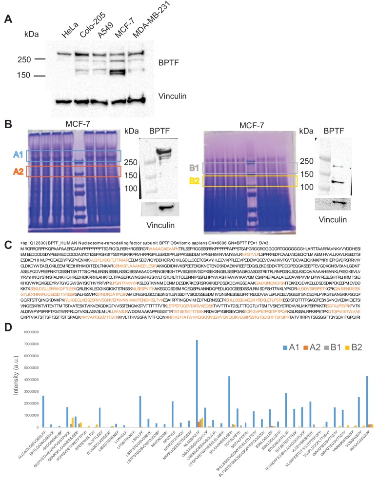 Figure 2—figure supplement 4.