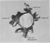 520-2