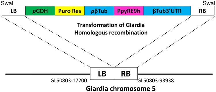 Fig 1