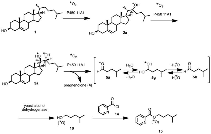 Scheme 5