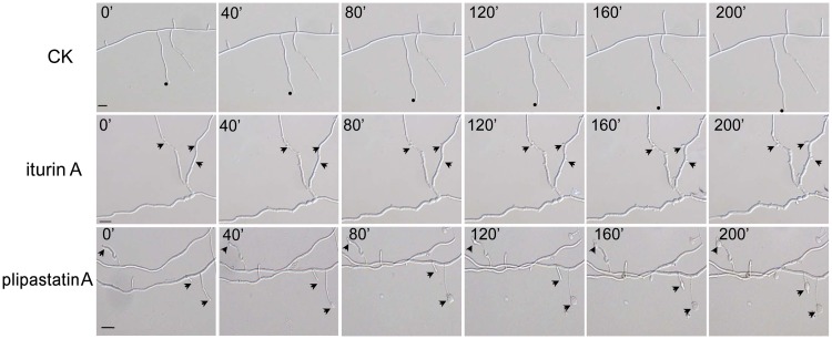 Fig 6