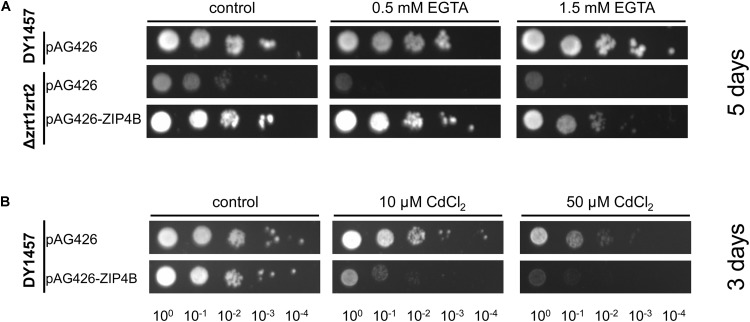 FIGURE 3