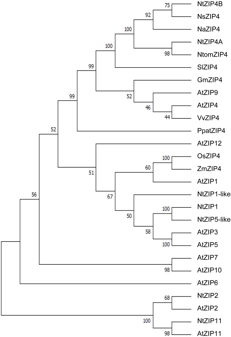 FIGURE 1