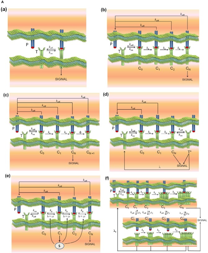 Figure 1A