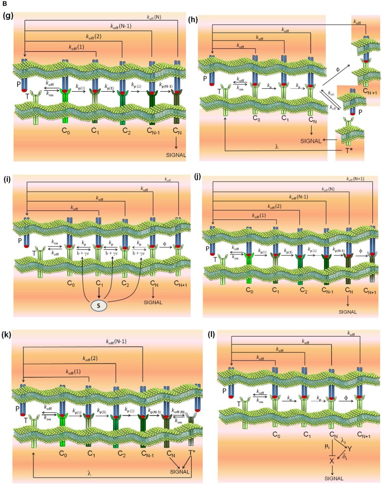 Figure 1B