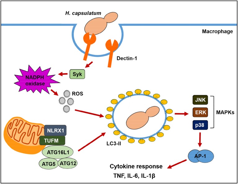 Figure 10