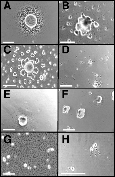 FIG. 2.