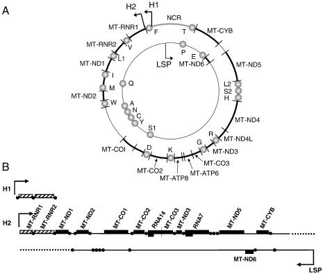 Fig. 1