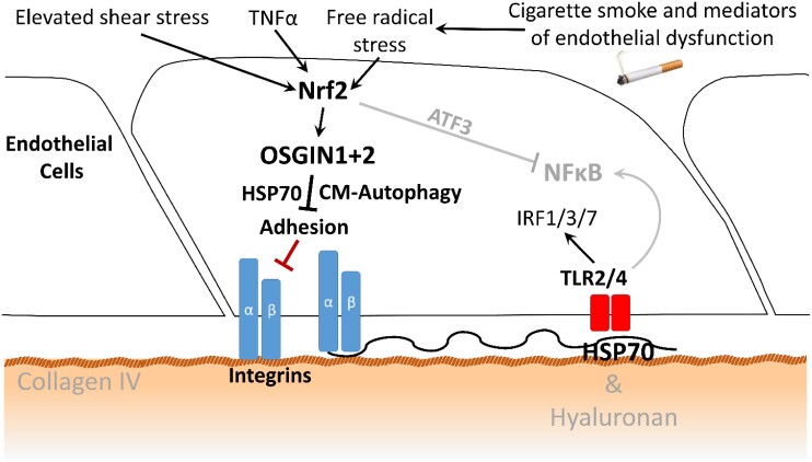 Graphical Abstract