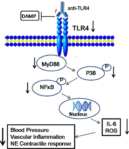 graphic file with name nihms757070f7.jpg