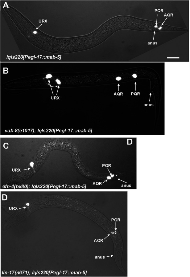 VAB 8/KIF26 LIN 17/Frizzled and EFN 4/Ephrin control distinct stages VAB 8/KIF26 LIN 17/Frizzled and EFN 4/Ephrin control distinct stages