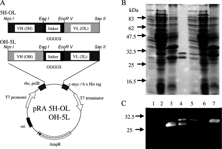 Fig. 1