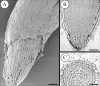 F<sc>ig</sc>. 3.