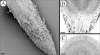 F<sc>ig</sc>. 4.