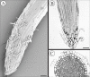 F<sc>ig</sc>. 2.