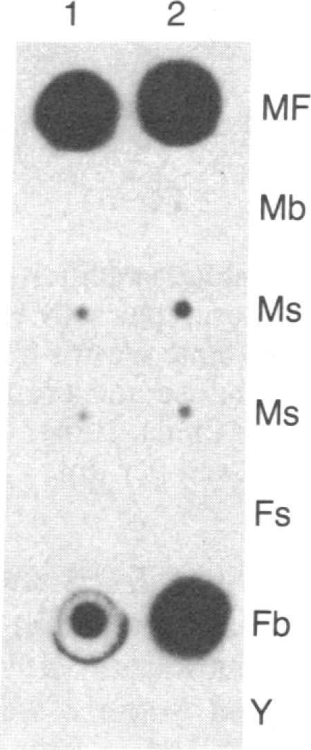 graphic file with name pnas00319-0199-a.jpg