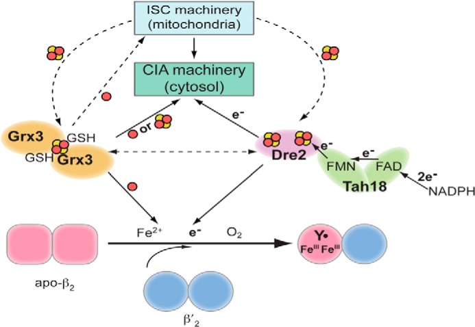 FIGURE 3.