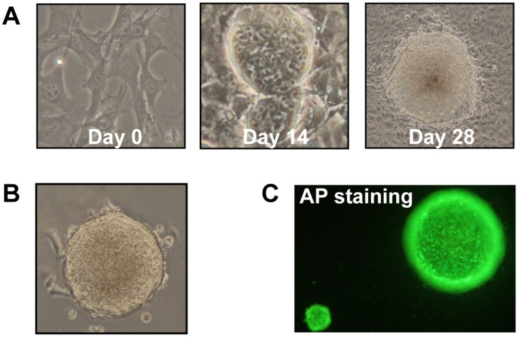 Fig 1