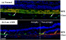Figure 15