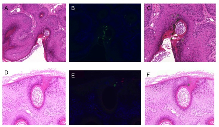 FIGURE 4