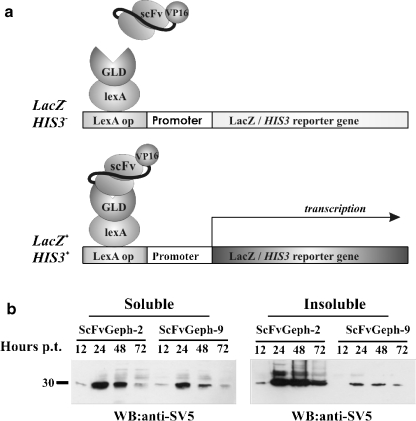 Figure 1