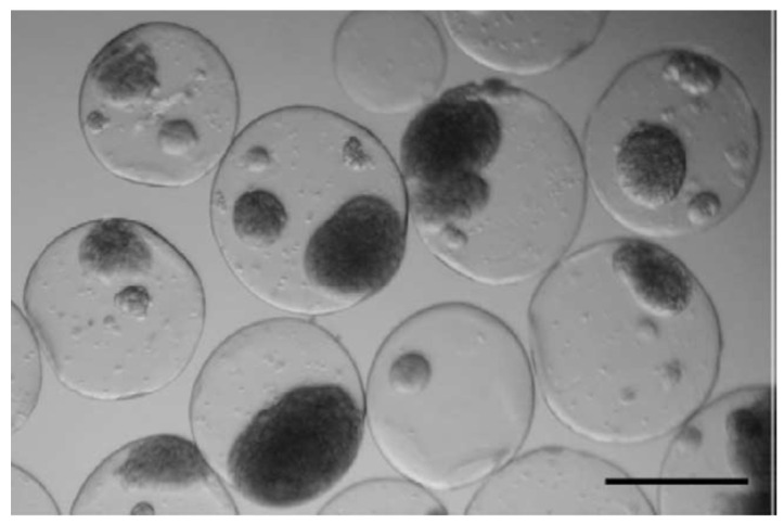 Figure 17